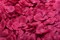Kitcheniva Multicolor Silk Rose Petals DIY Craft & Party Decor 1000 Pcs